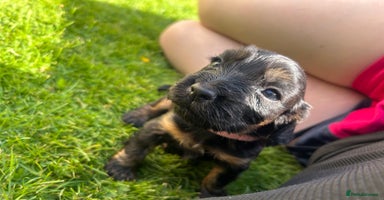 Cocker Spaniel dogs - Advert 1