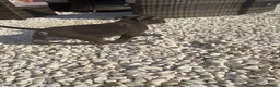 American Bully dogs for sale: Last pocket bully’s ready to leave today  - Advert 3