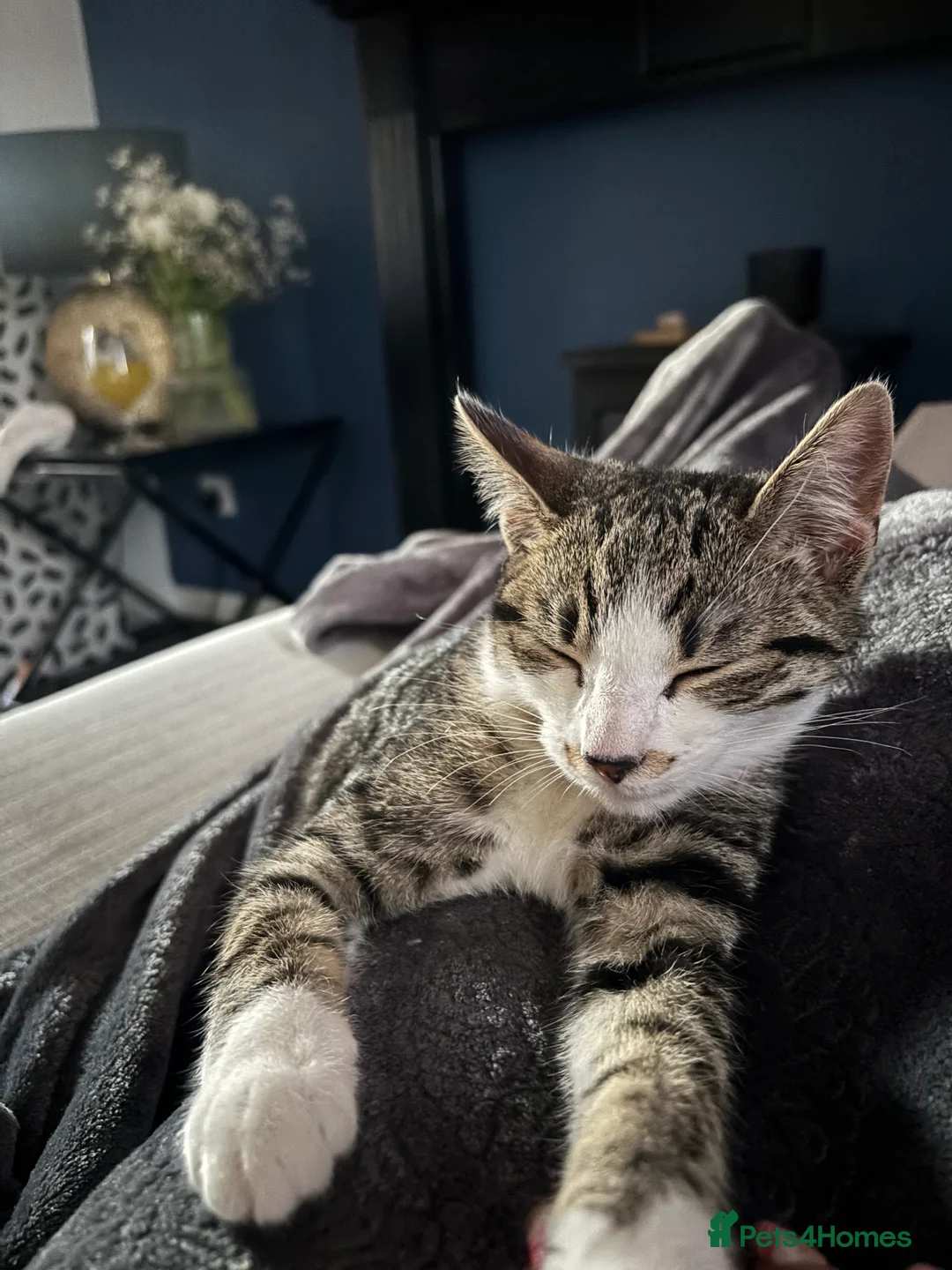 Mixed Breed cats for sale: Carter  - Advert 2