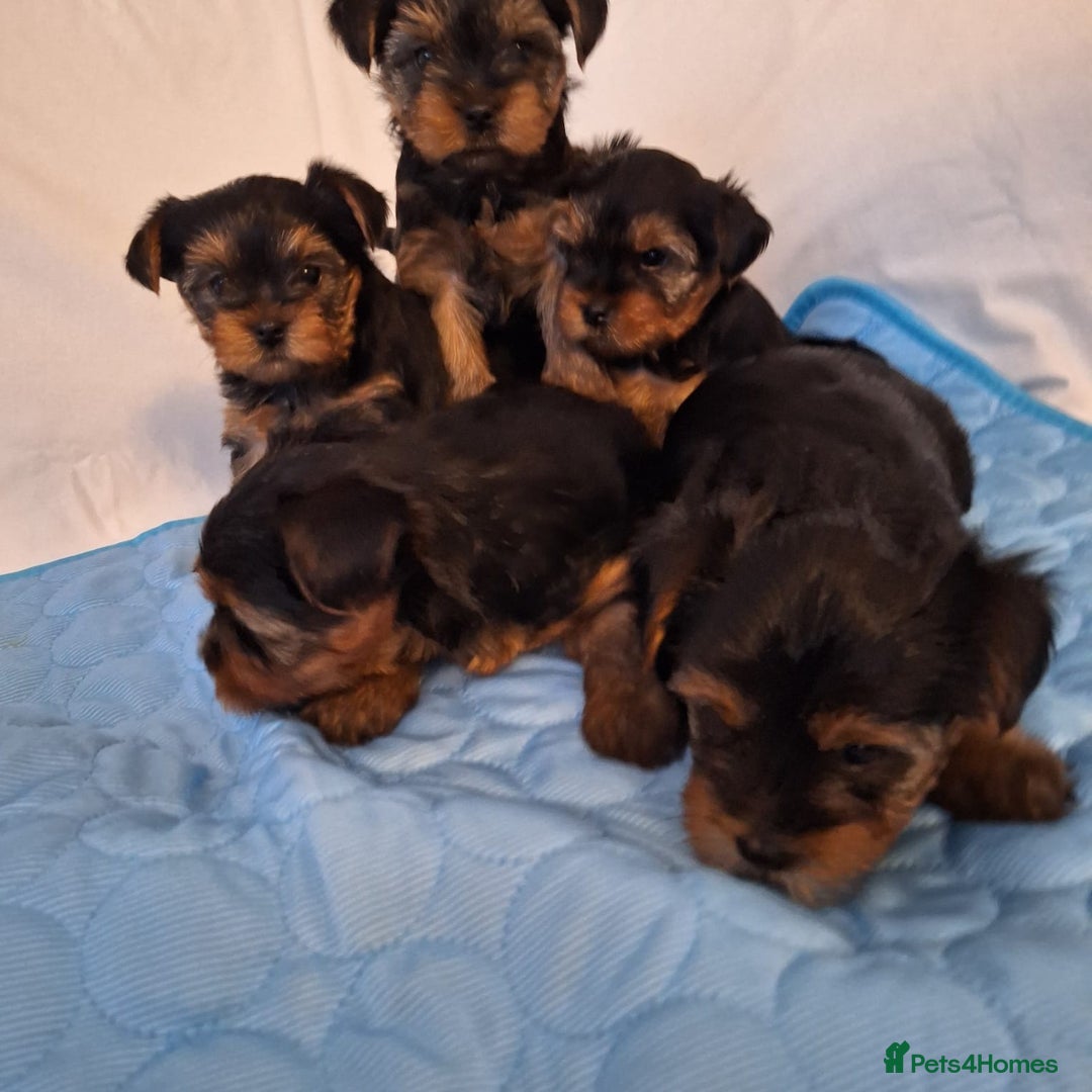 Yorkshire Terrier dogs for sale: Yorkshire Terrier Puppies – Ready 24 Dec - Image 23
