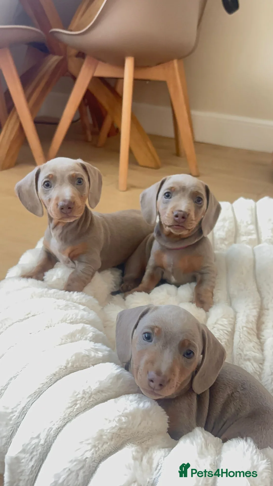 Miniature Dachshund dogs for sale: KC REG MINIATURE DACHSHUND MALE  - Advert 1