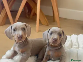 Miniature Dachshund dogs KC REG MINIATURE DACHSHUND MALE - Advert 9