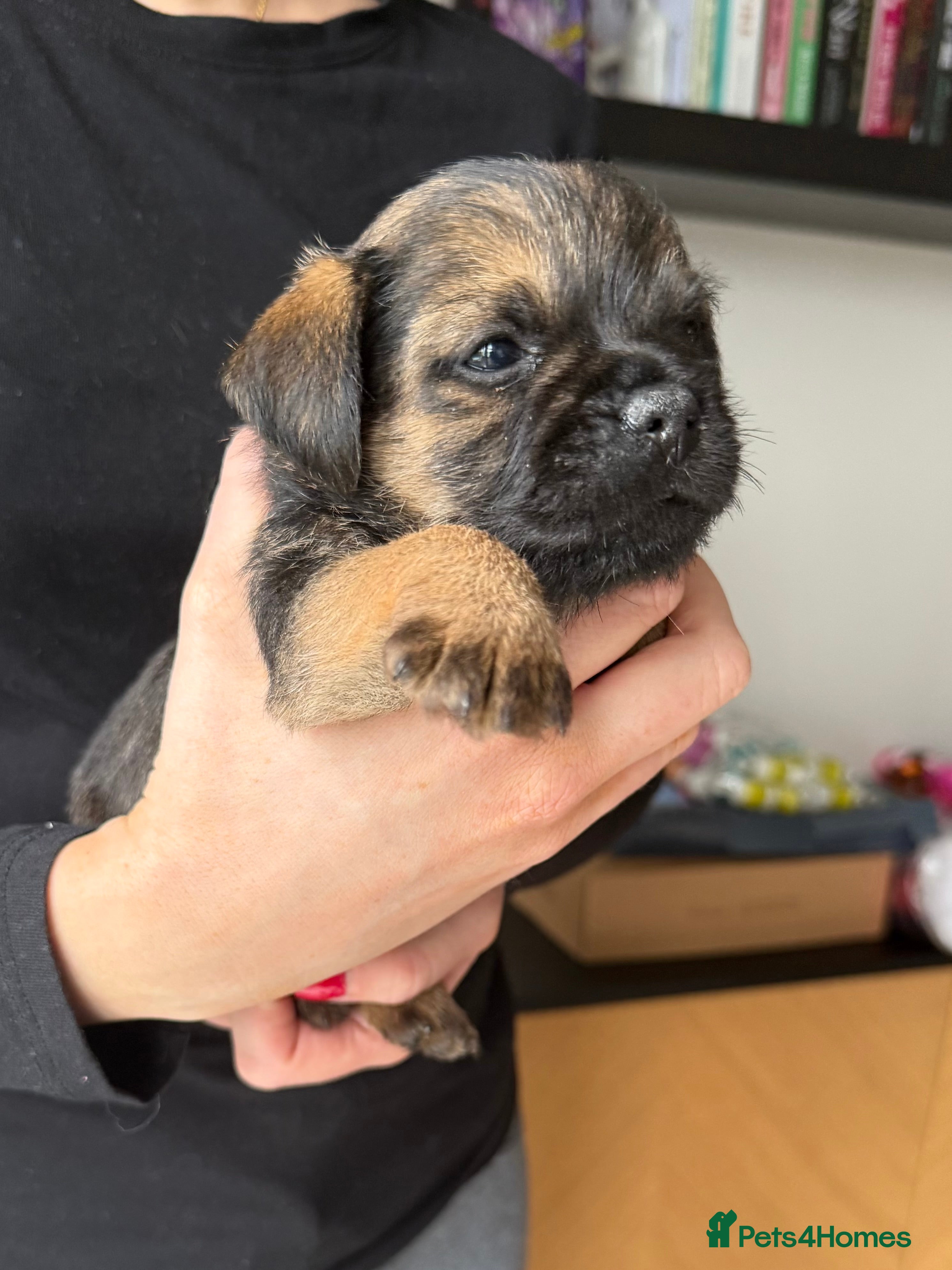 Border Terrier dogs KC registered border terrier puppies  - Advert 4