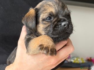 Border Terrier dogs KC registered border terrier puppies - Advert 1
