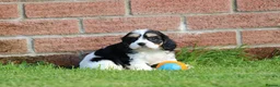 Cavachon dogs for sale: Beautiful Cavachon puppies for sale - Advert 18