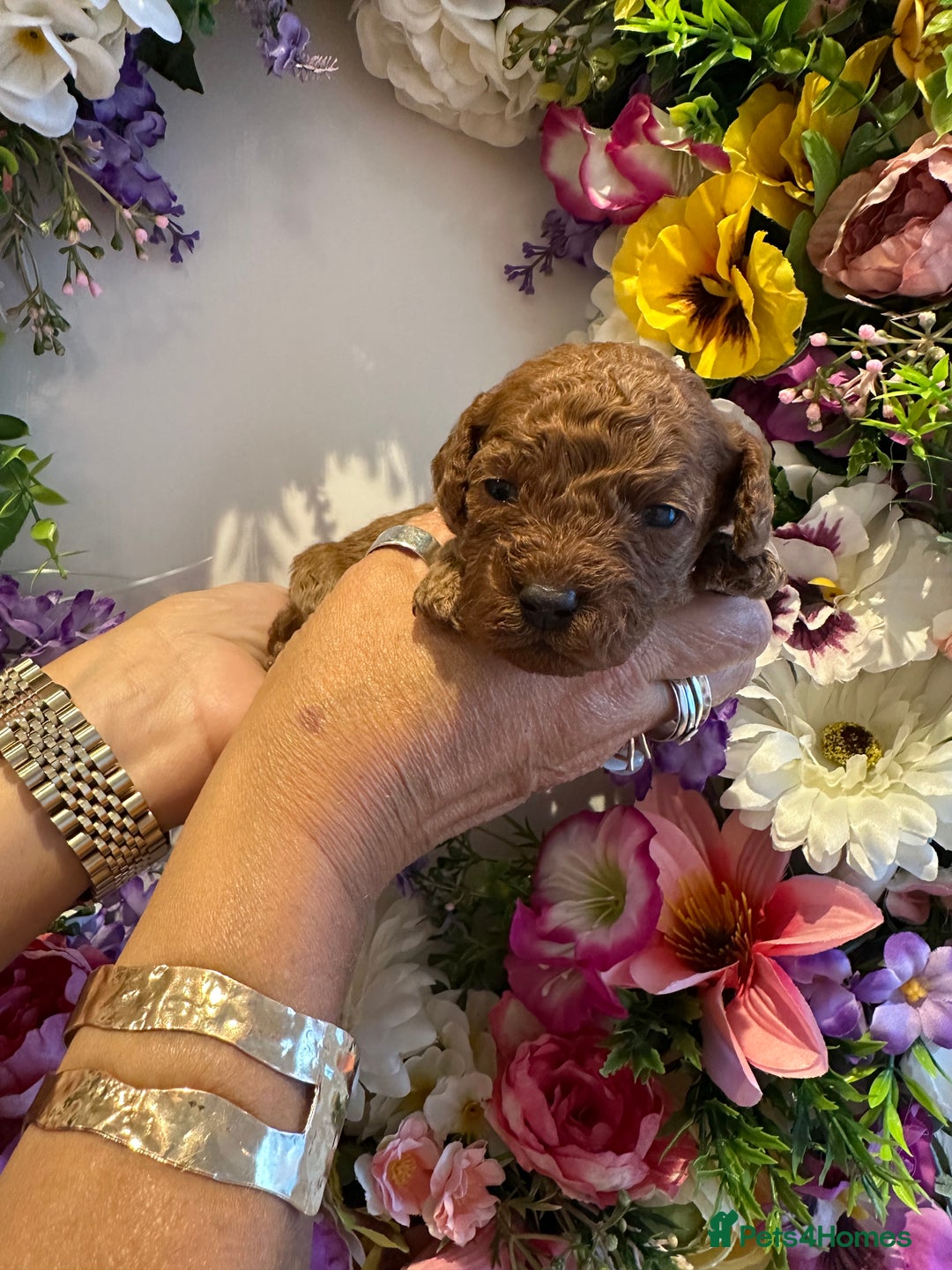 Cavapoo dogs for sale: STUNNING DEEP RED CAVAPOO PUPPIES  - Image 11