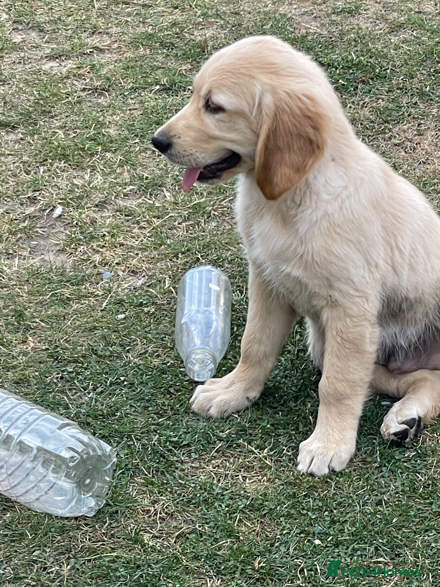 Golden Retriever dogs 7 Beautiful Golden retriever puppies  - Advert 2