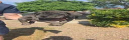 Cane Corso dogs for sale: A families best friend 🧡  - Advert 12