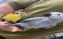 Parrots birds for sale: Qaiques ( baby) - Image 1