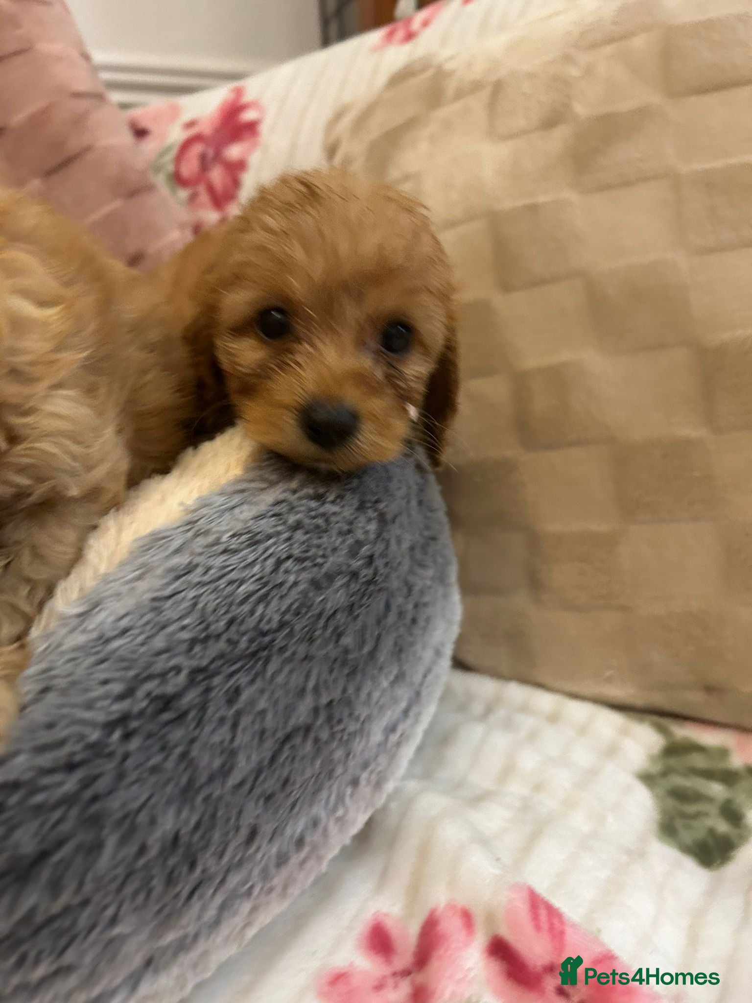 Cockapoo dogs for sale: Adorable cockapoo puppies - Advert 16