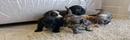Cocker Spaniel dogs for sale: Cocker spaniel pups - Advert 13