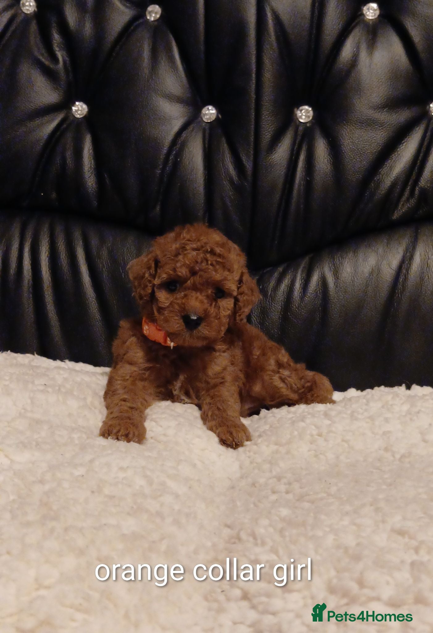 Cockapoo dogs 8 Beautiful Cockapoo Puppies  4 Boys & 4 Girls - Advert 1