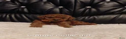 Cockapoo dogs for sale: 8 Beautiful Cockapoo Puppies  4 Boys & 4 Girls - Advert 1