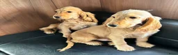 Cocker Spaniel dogs for sale: BEAUTIFUL COCKER SPANIEL PUPPIES  - Advert 6