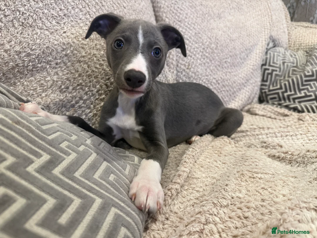 Whippet dogs for sale: Dolly & Walters pups   - Advert 4