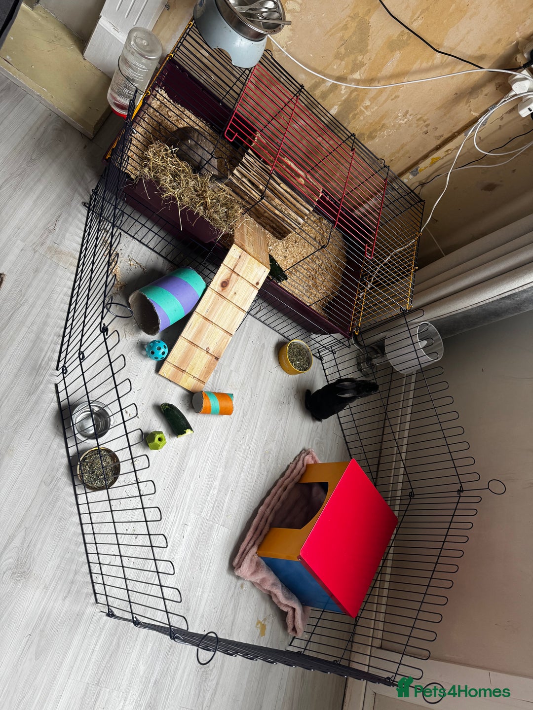 Silver Fox rabbits for sale: 2 bonded females  in Willenhall - Advert 1