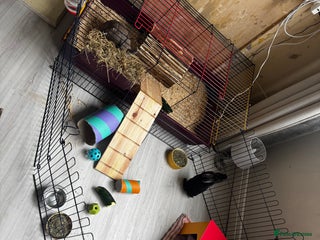 Silver Fox rabbits for sale: 2 bonded females in Willenhall - Advert 1