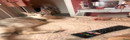 Mixed Breed cats for sale: 5 beautiful mixed Kittens for sale - Advert 2