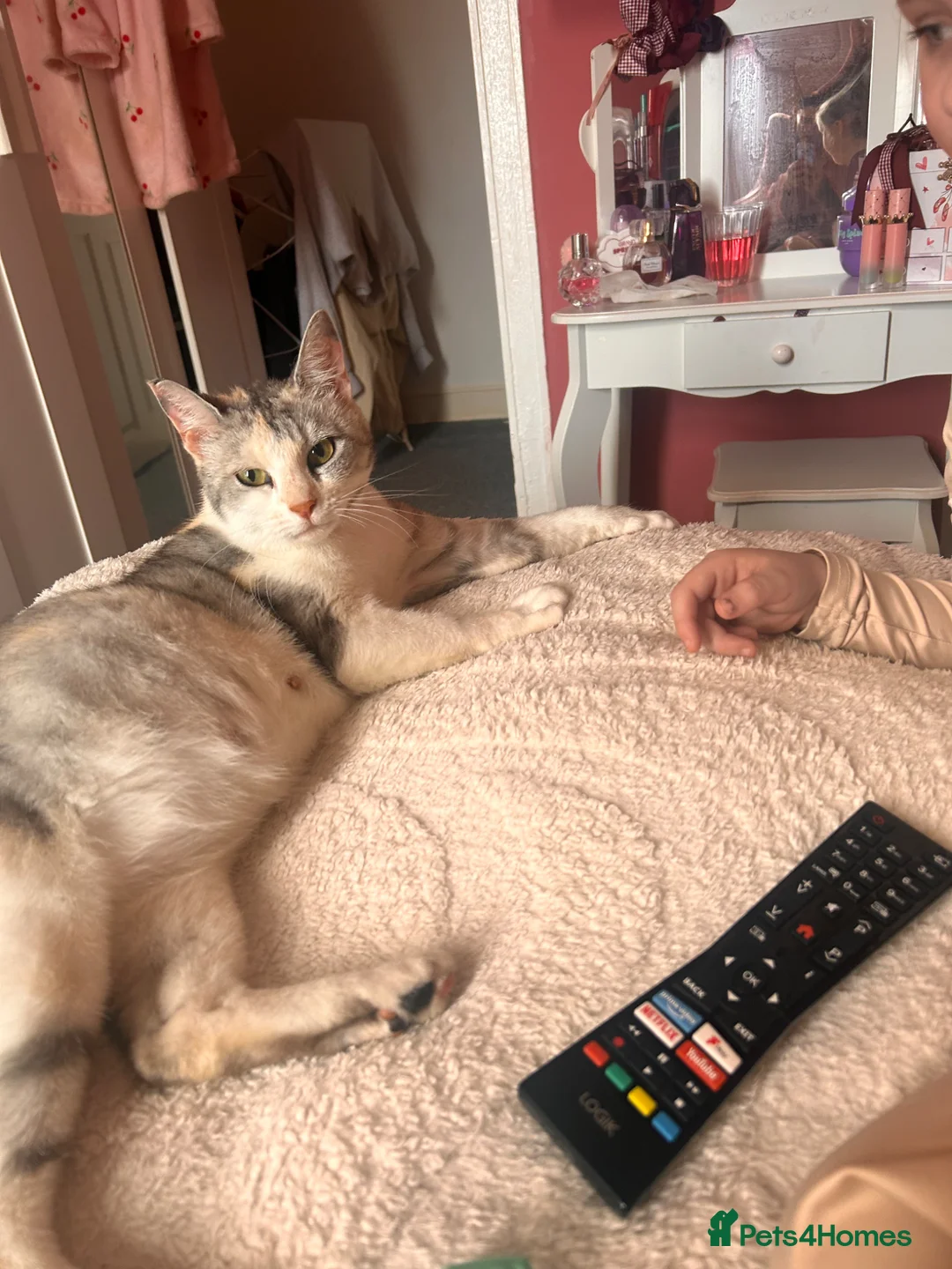Mixed Breed cats for sale: 5 beautiful mixed Kittens for sale - Advert 2