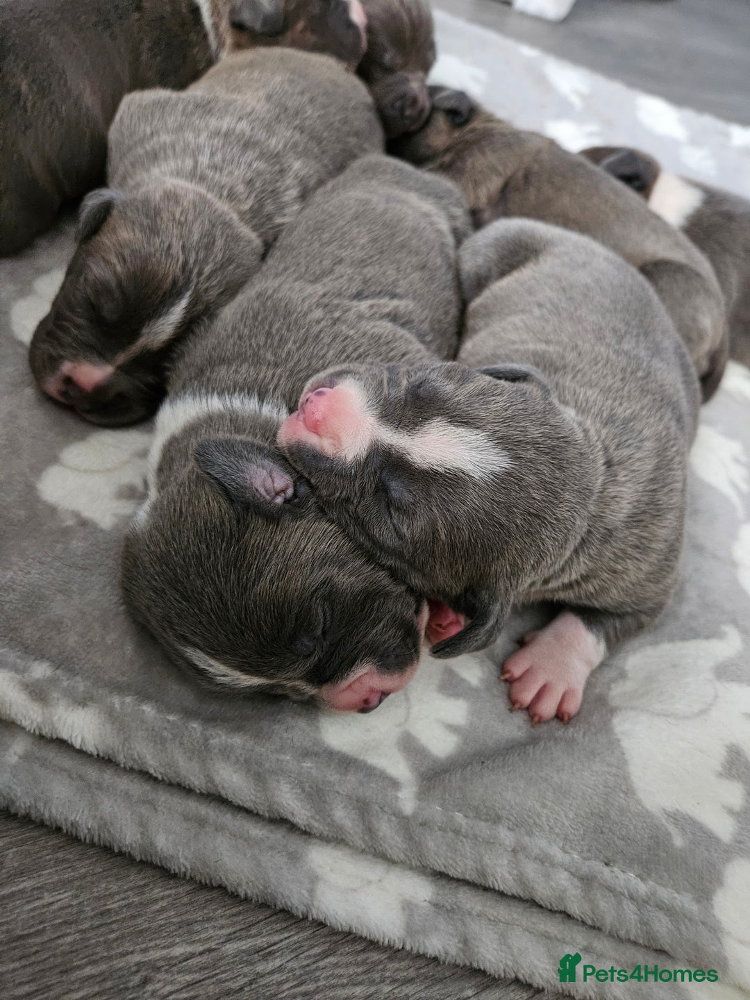 Staffordshire Bull Terrier dogs for sale: Beautiful staffordshire bull terrier puppies - Advert 4