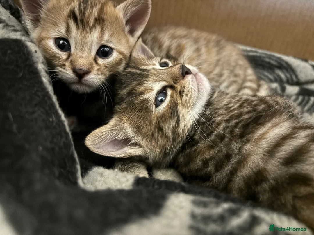 Bengal cats for sale: Bengal kittens  in Aberdeen - Advert 1