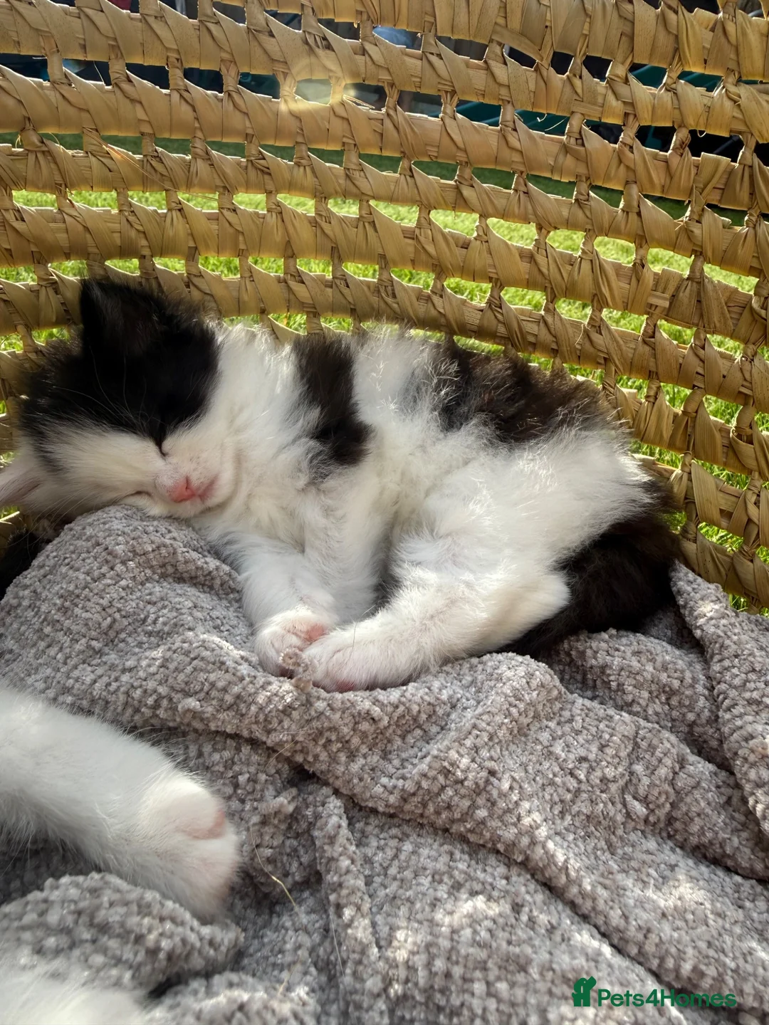 Turkish Van cats for sale: Kittens for sale  - Advert 10