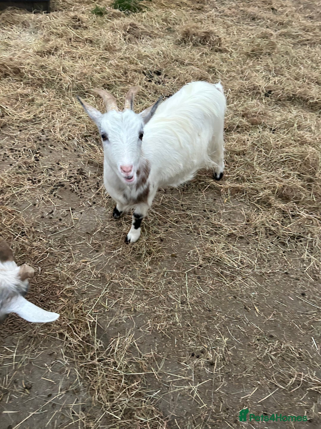 Goats livestock for sale: Mixed goats - Advert 4