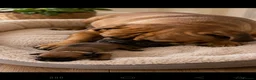 Bullmastiff dogs for sale: Bullmastiff Puppies Available - Advert 2