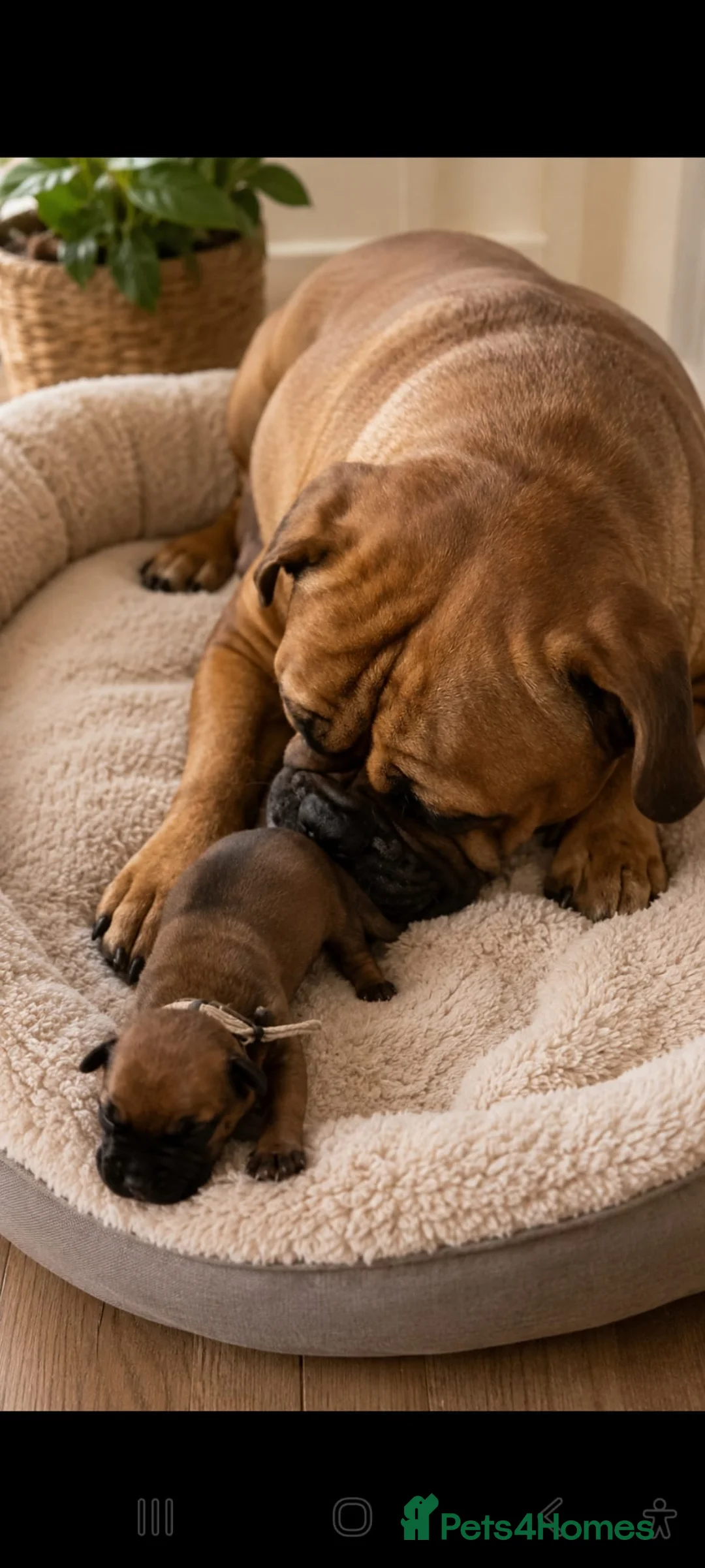 Bullmastiff dogs for sale: Bullmastiff Puppies Available - Advert 2