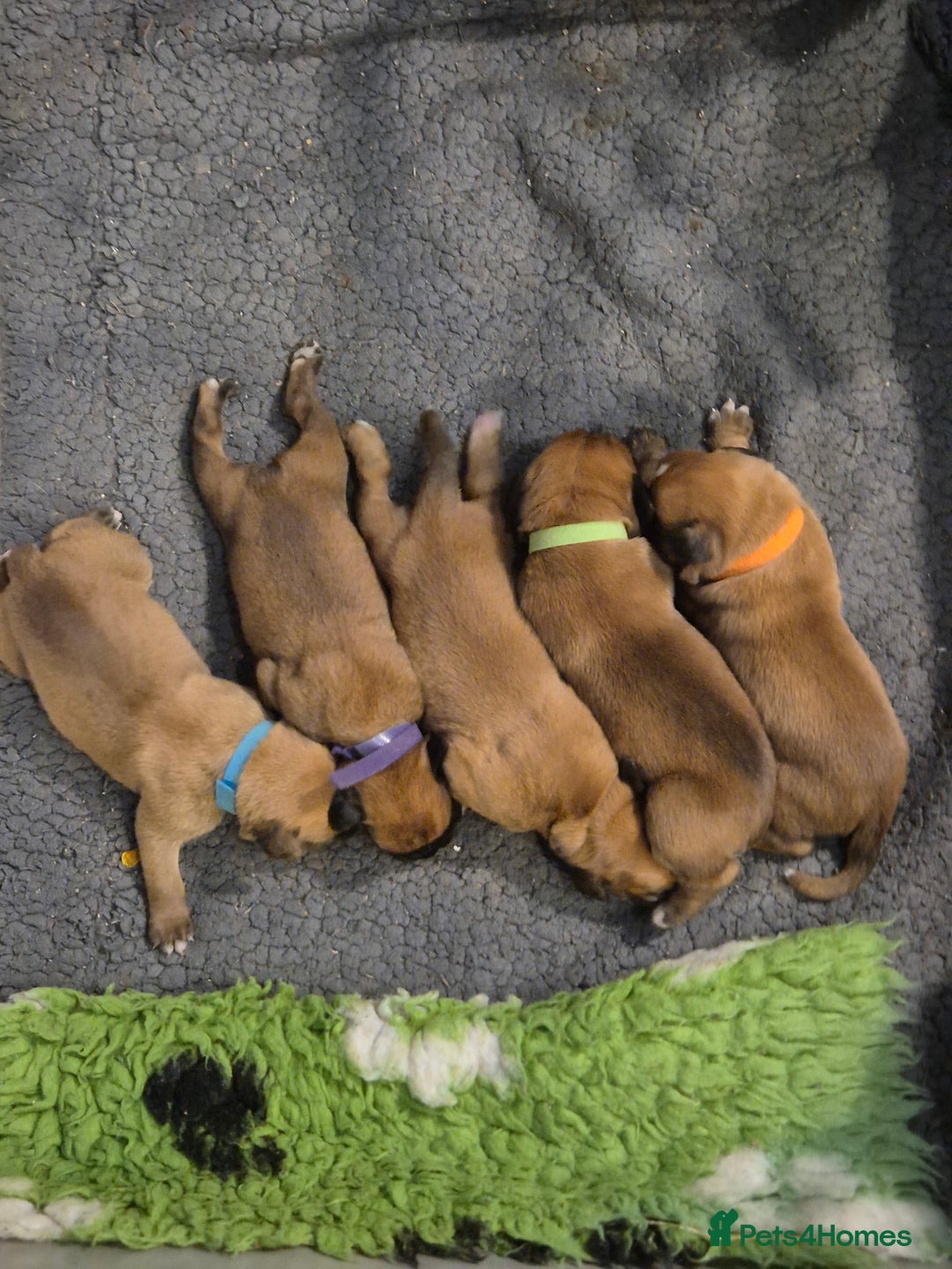 Boxer dogs for sale: ** 1 left*Beautiful bobtail & longtail kc boxer  - Advert 28