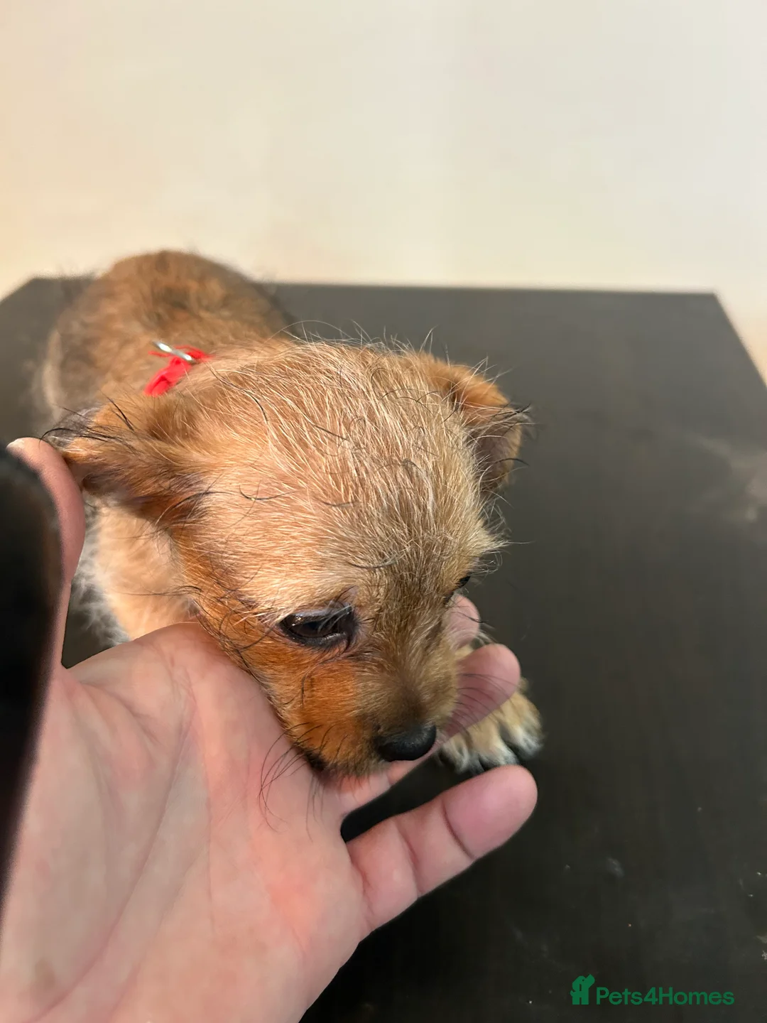 Mixed Breed dogs for sale: Jack russel cross Shih Tzu playful puppies  - Advert 3
