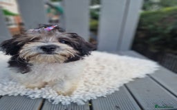 Maltipoo dogs for sale: Dominc C - Image 2