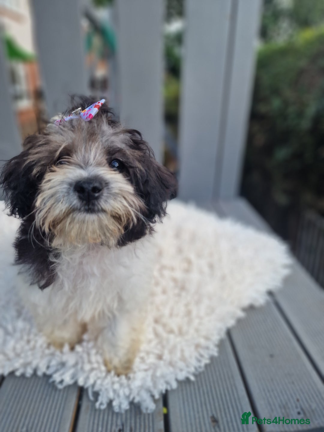 Maltipoo dogs for sale: Dominc C - Image 2