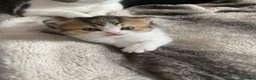 British Shorthair cats for sale: British Short Hair Kittens Purebred - Advert 5