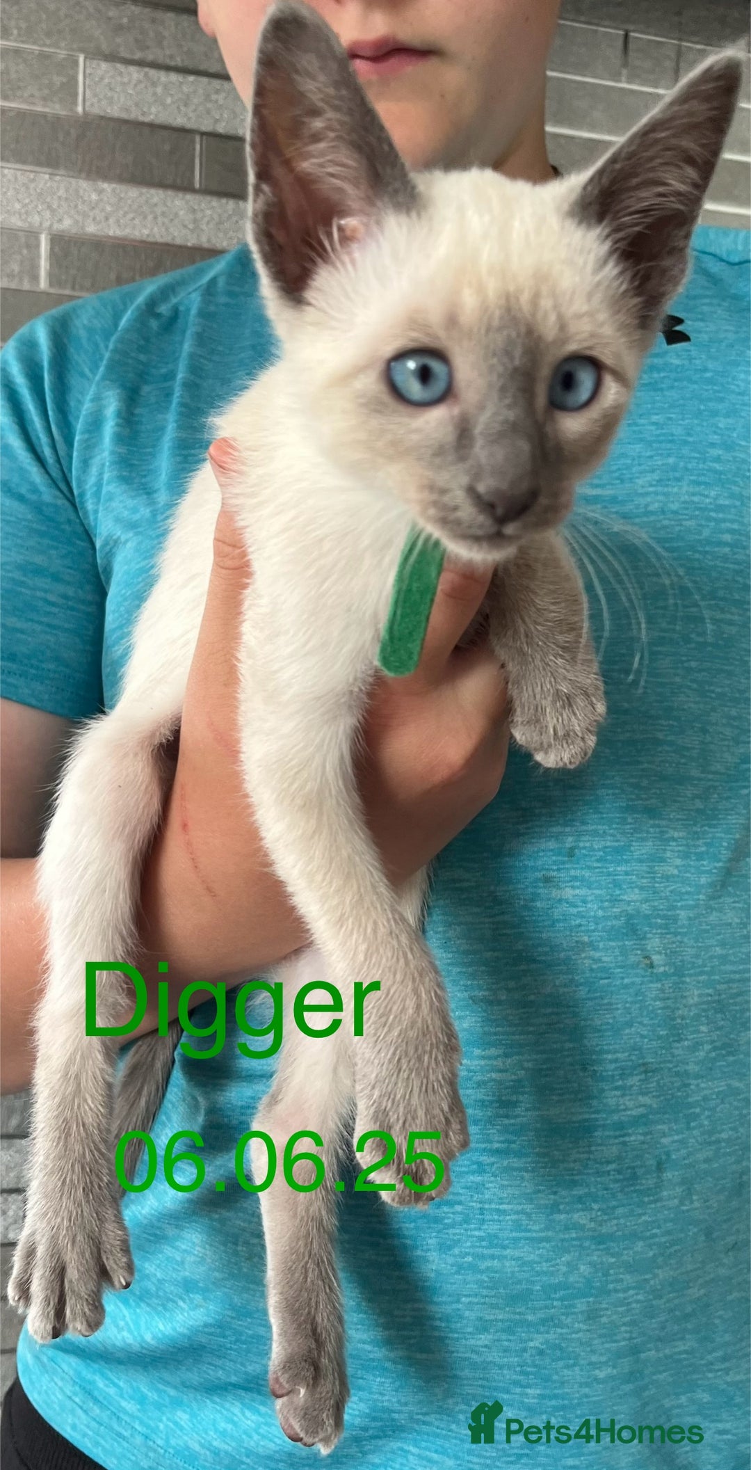 Siamese cats for sale: Blue point Siamese kittens - Advert 5
