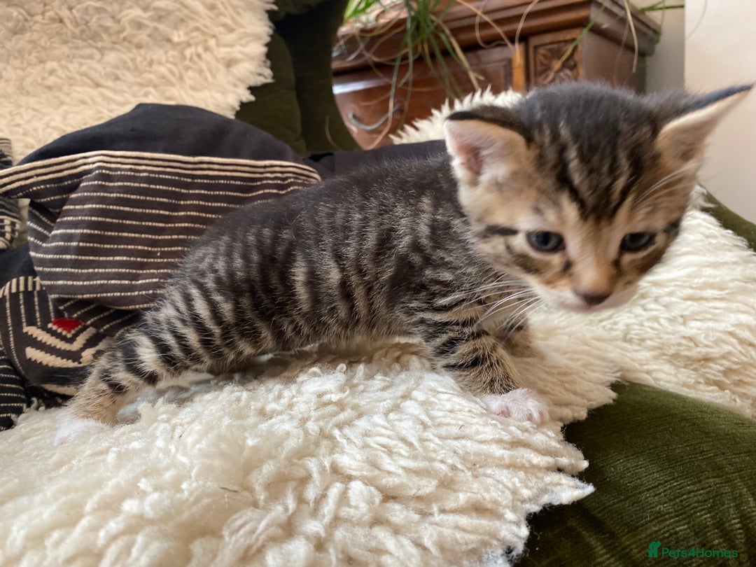 Mixed Breed cats for sale: Four beautiful little kittens - Image 25