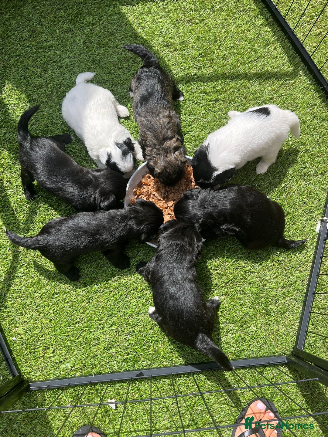 Mixed Breed dogs for sale: Pattapoo puppies  - Image 5