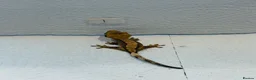 Gecko reptiles for sale: Baby crested geckos  - Advert 7
