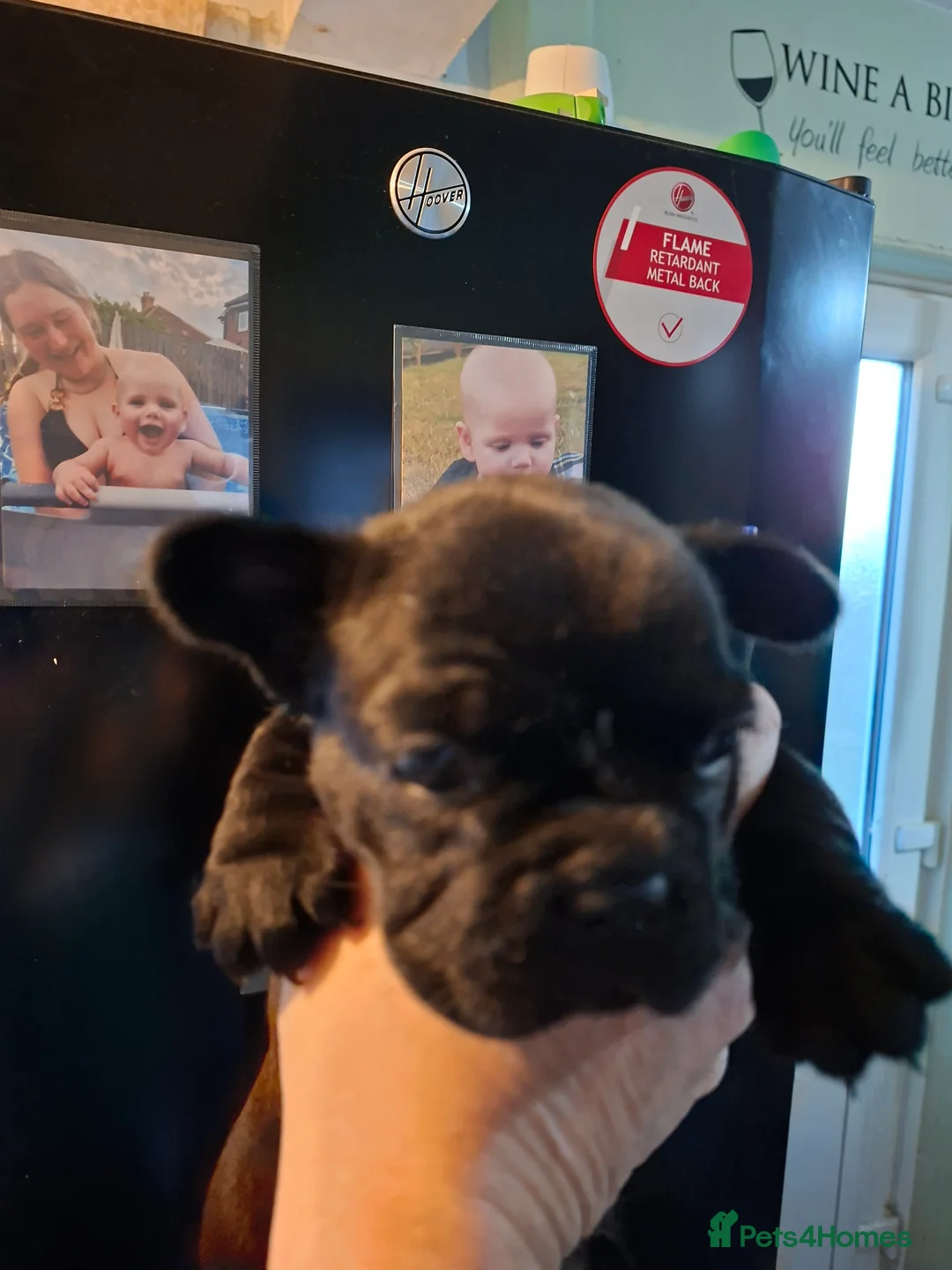 French Bulldog dogs for sale: 5 french bulldog  fluffy - Advert 11