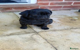 Pug dogs for sale: Pug- NEEDING NEW HOME ASAP - Image 5