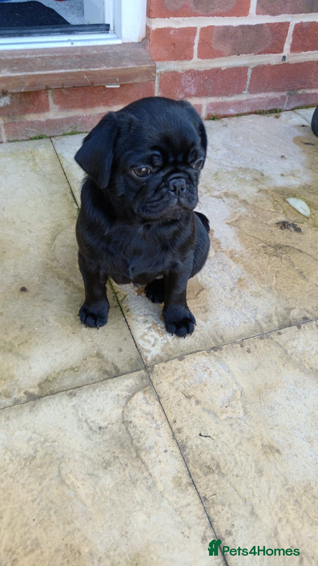Pug dogs for sale: Pug- NEEDING NEW HOME ASAP - Image 5