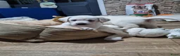 Labrador Retriever dogs for sale: STUNNING LABRADOR PUPPIES ONLY 1 GIRL LEFT. - Advert 14