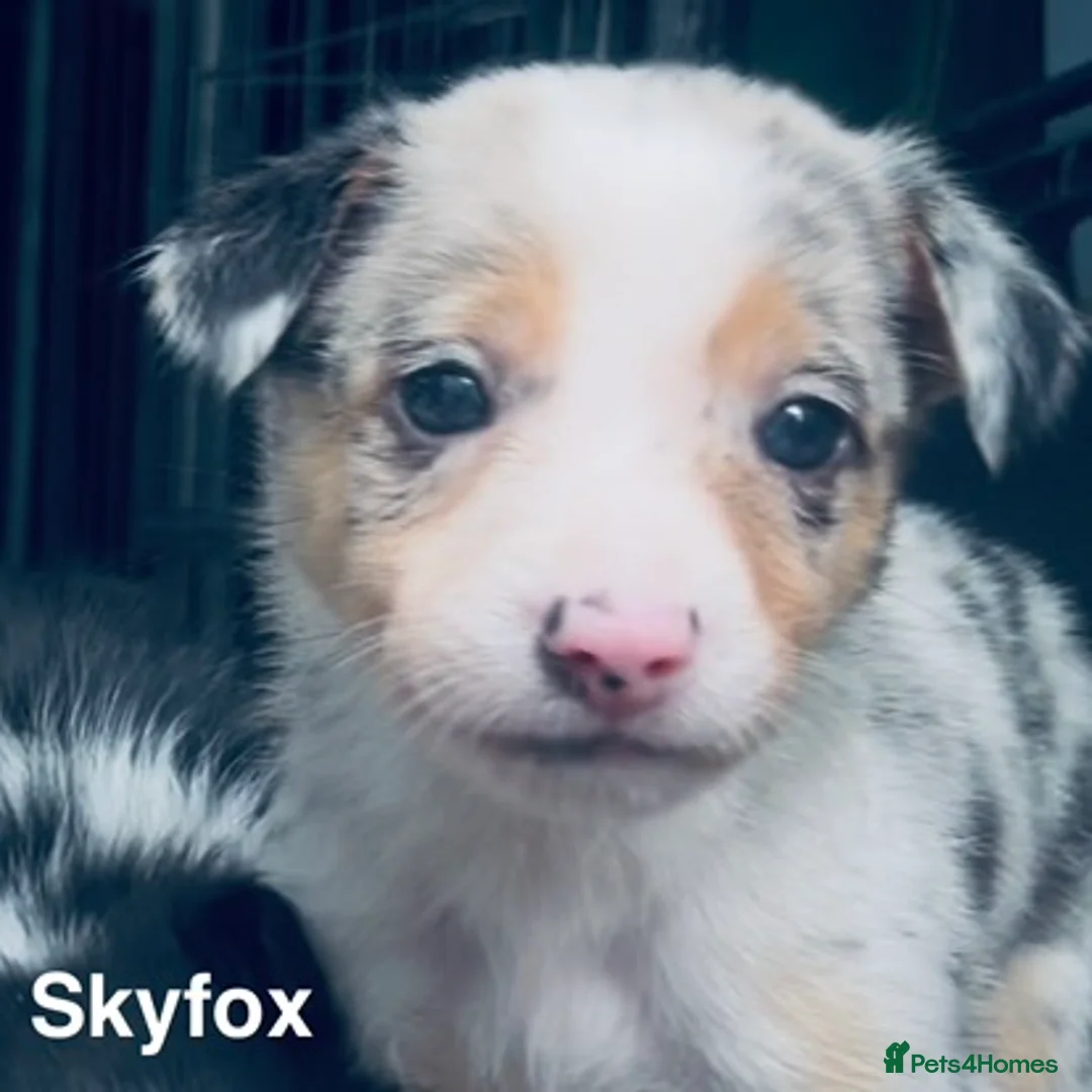 Border Collie dogs for sale: Beautiful Harlequin Merle Tri Border Collie Pups - Advert 11