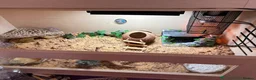 Leopard Gecko reptiles for sale: Leopard gecko for sale + FULL SET UP - Advert 2