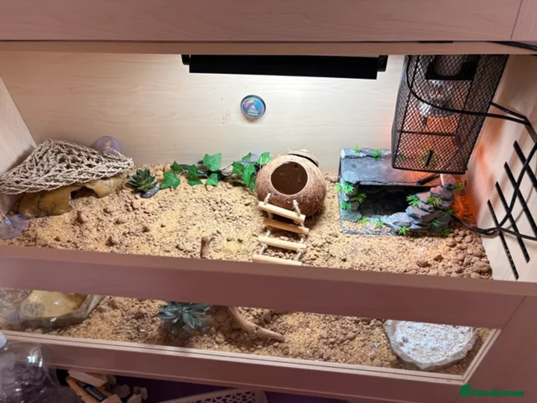 Leopard Gecko reptiles for sale: Leopard gecko for sale + FULL SET UP - Advert 2