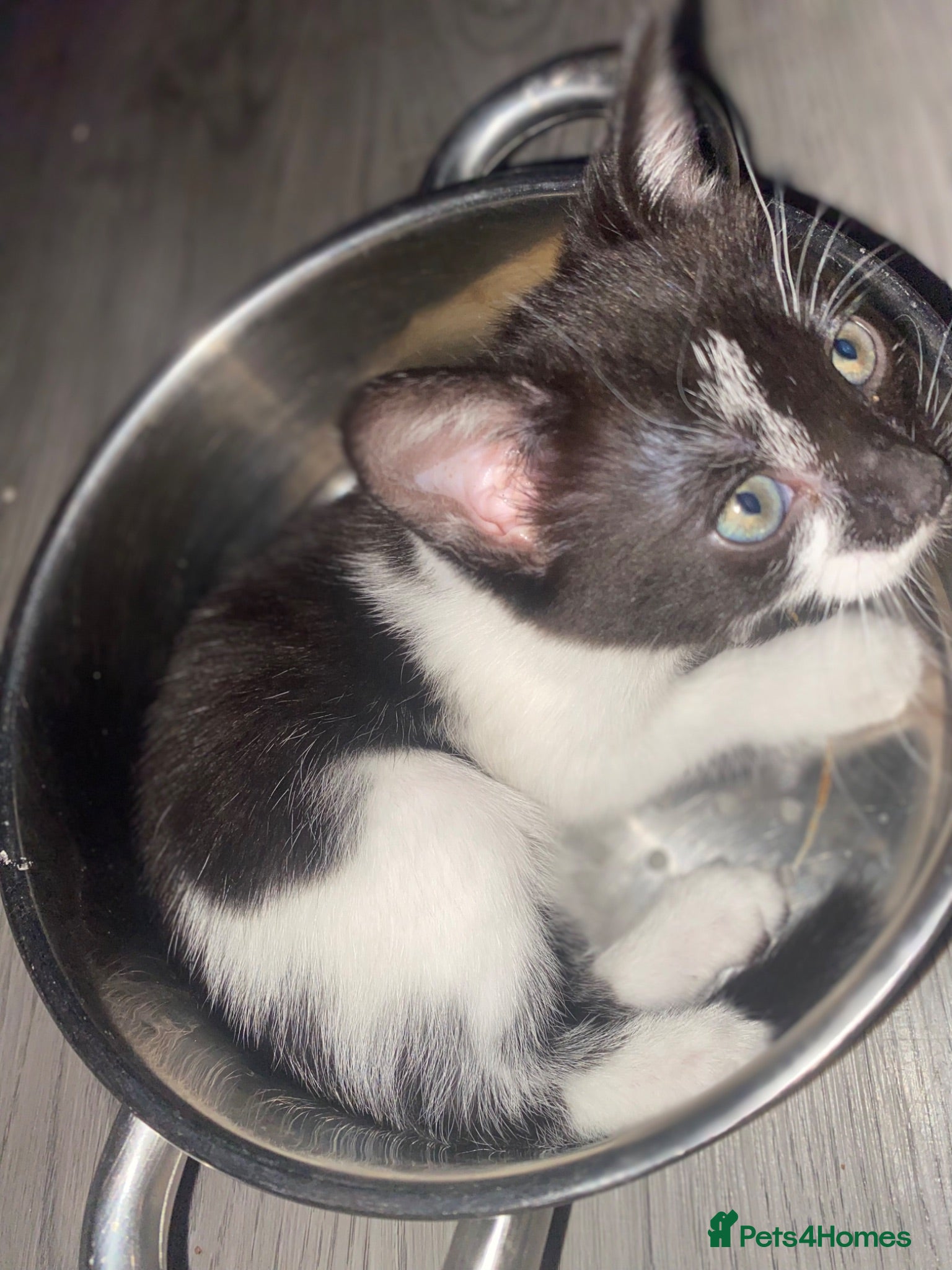 Mixed Breed cats Beautiful Kittens for sale  - Advert 20