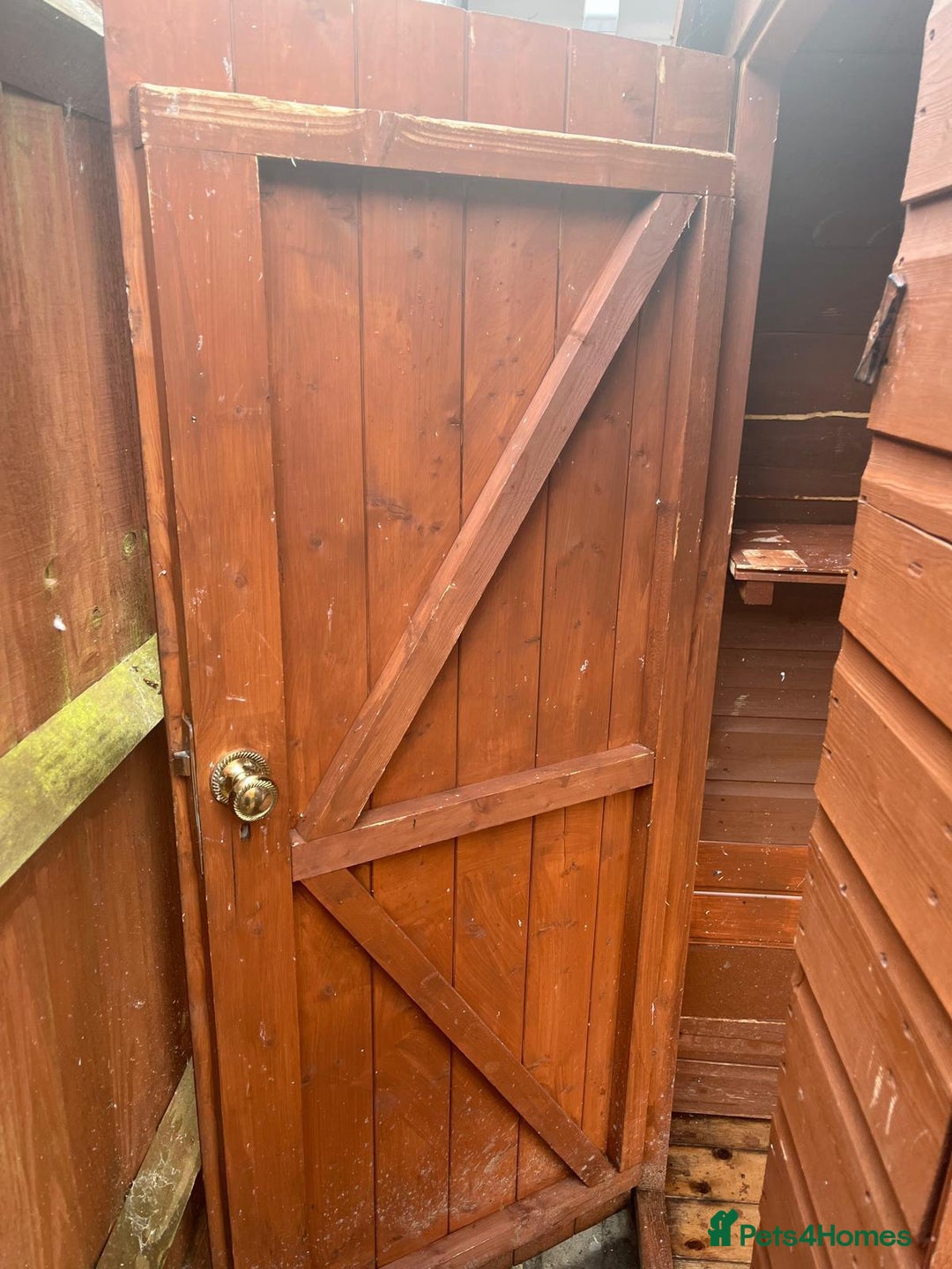 Budgerigars birds for sale: Budgies with an Aviary available. - Image 4