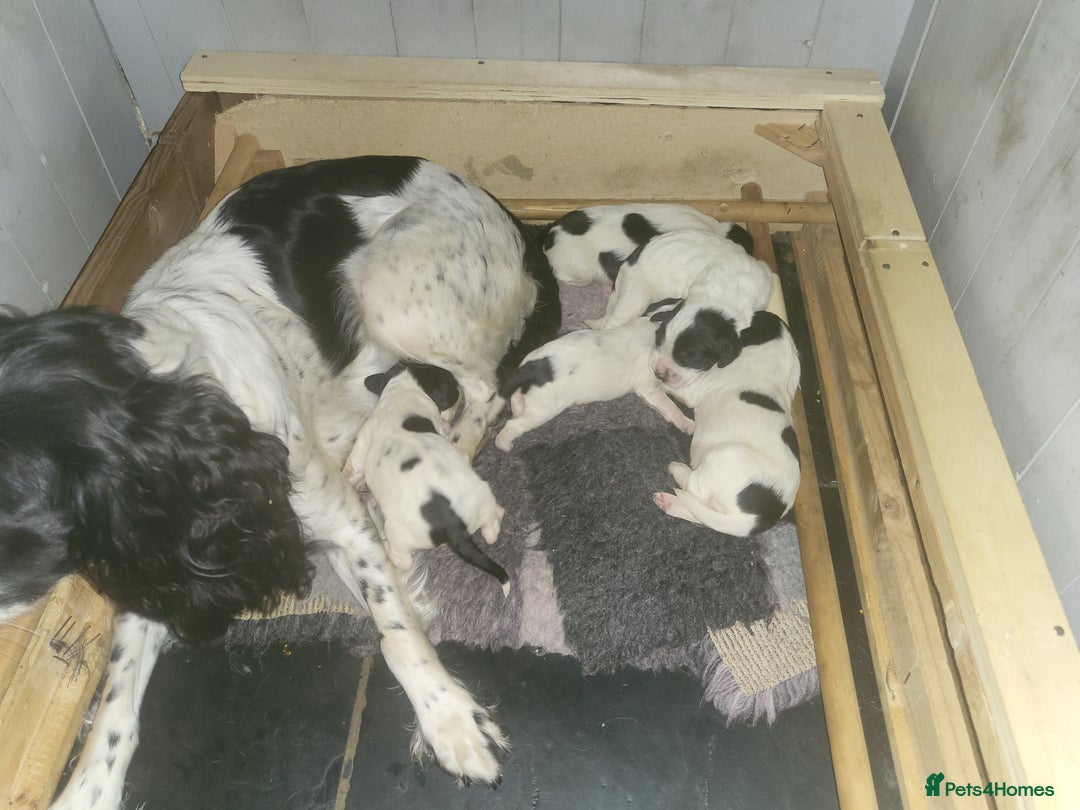 English Springer Spaniel dogs for sale: English springer spaniel pups  - Image 13