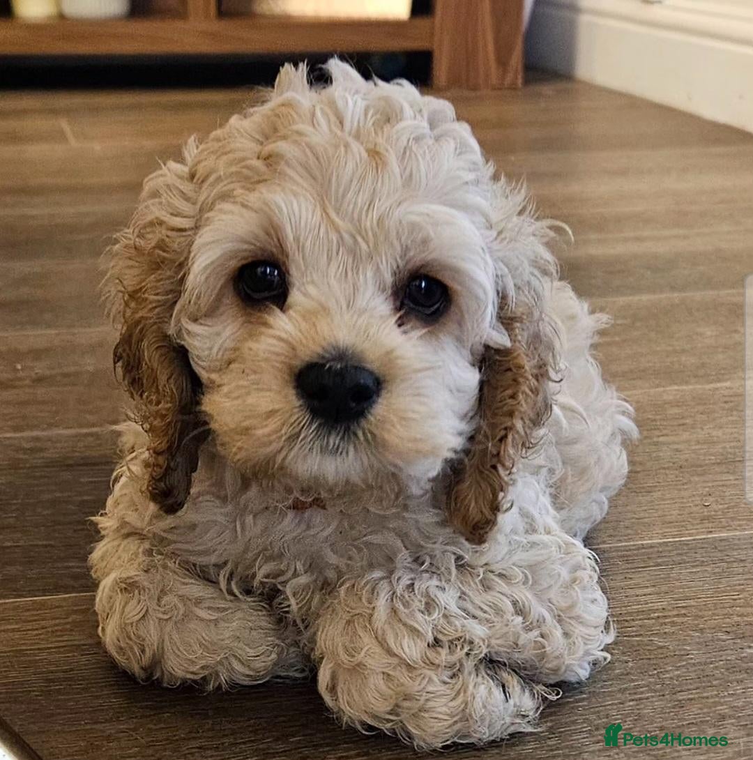 Cockapoo dogs  F1b DNA  health tested cockerpoo puppies  - Advert 11