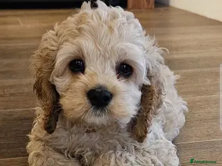 Cockapoo dogs F1b DNA health tested cockerpoo puppies - Advert 11